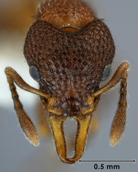 File:Epopostruma infuscocephala holotype ANIC32-015343 head 50-AntWiki.jpg