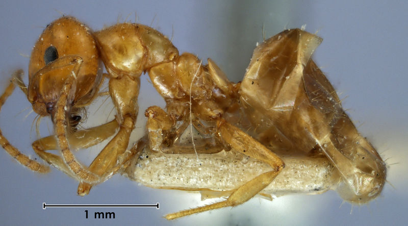 File:Melophorus ludius syntype 1 side MHNG.jpg