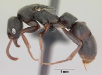 Platythyrea mocquerysi casent0003938 profile 1.jpg