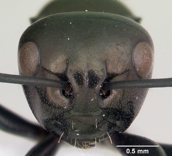 File:Polyrhachis gibba casent0103193 head 1.jpg