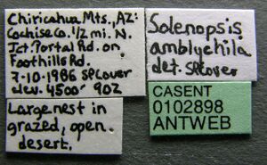 Solenopsis amblychila casent0102898 label 1.jpg
