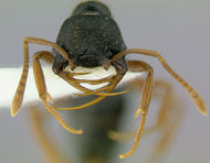 Thaumatomyrmex-mandibularis.jpg