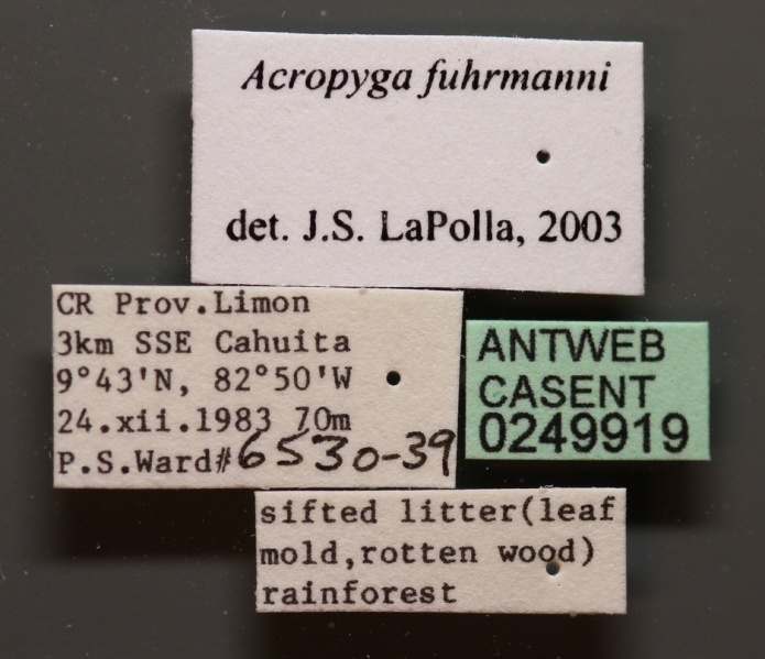 File:Acropyga fuhrmanni casent0249919 l 1 high.jpg