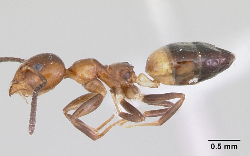 File:Axinidris mlalu casent0403547 profile 1.jpg