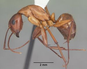 Camponotus castaneus casent0103654 profile 1.jpg