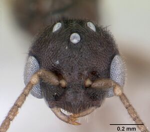 Prionopelta punctulata casent0173508 head 1.jpg