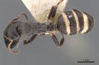 Camponotus annulatus casent0911656 d 1 high.jpg