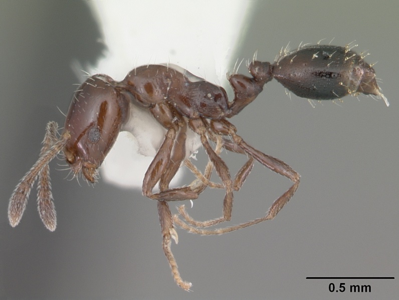 File:Monomorium ebeninum casent0104083 profile 1.jpg