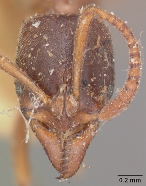 File:Pachycondyla elisae casent0101033 head 1.jpg