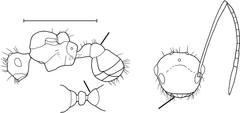 File:Pheidole acutidens Wilson 2003.jpg