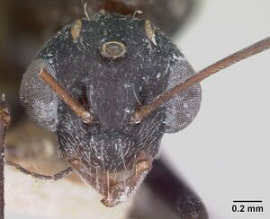 Camponotus grandidieri casent0101371 head 1.jpg