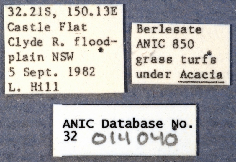 File:Nylanderia tasmaniensis ANIC32-014040 labels-Antwiki.jpg