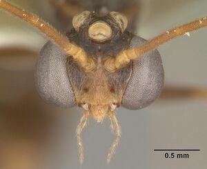 Odontomachus relictus casent0104175 head 1.jpg