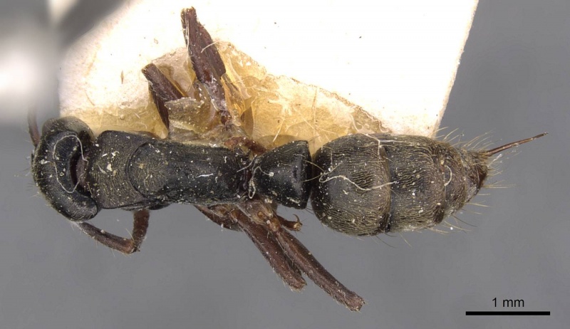 File:Pachycondyla carinulata casent0907243 d 1 high.jpg