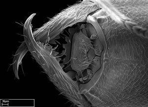 Stigmatomma janovitsika casent0145426 h 5 high.jpg