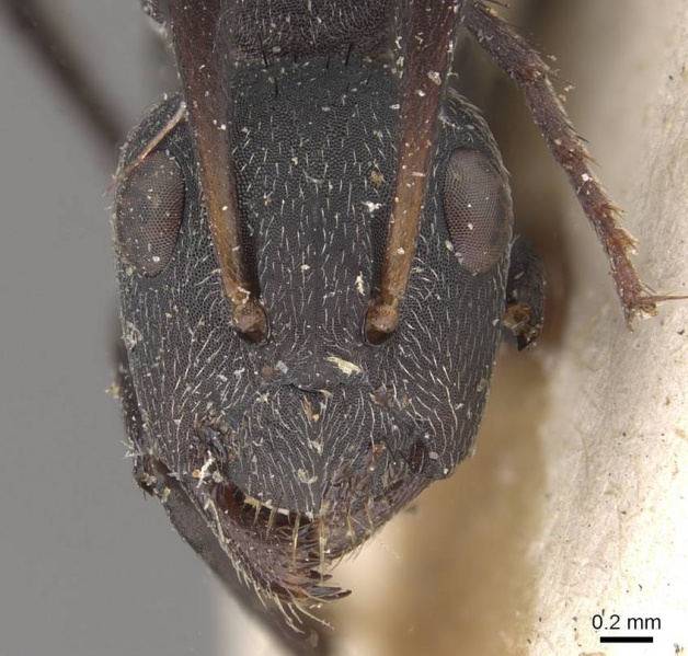 File:Camponotus compressiscapus casent0910468 h 1 high.jpg