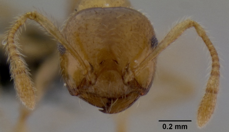 File:Crematogaster volamena casent0125748 h 1 high.jpg