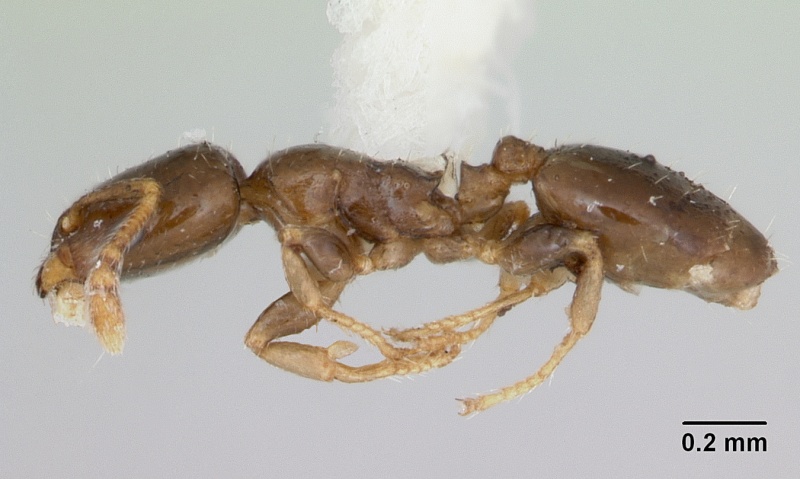 File:Gauromyrmex acanthinus casent0172782 profile 1.jpg