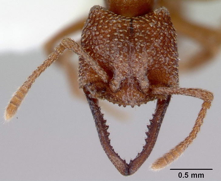 File:Mystrium camillae w2 head ANIC32-013505 CAS0172324-web.jpg