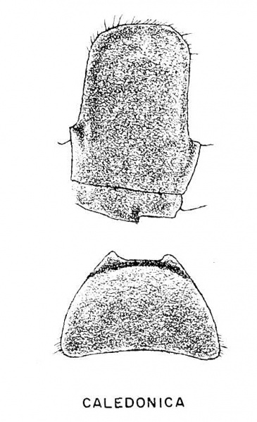 File:Ponera-leae-illus.jpg