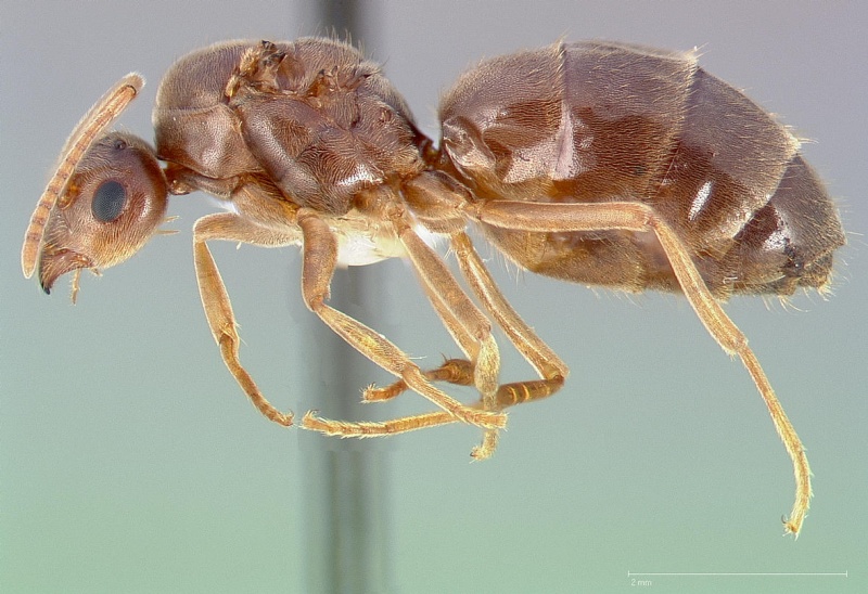 File:Prenolepis imparis casent0005432 profile 1.jpg