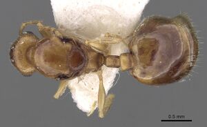 Temnothorax subtilis casent0906008 d 1 high.jpg