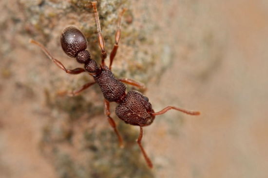 Tetramorium Shattuck 53702 ANIC32-059589 Danum Valley Sabah-web.jpg