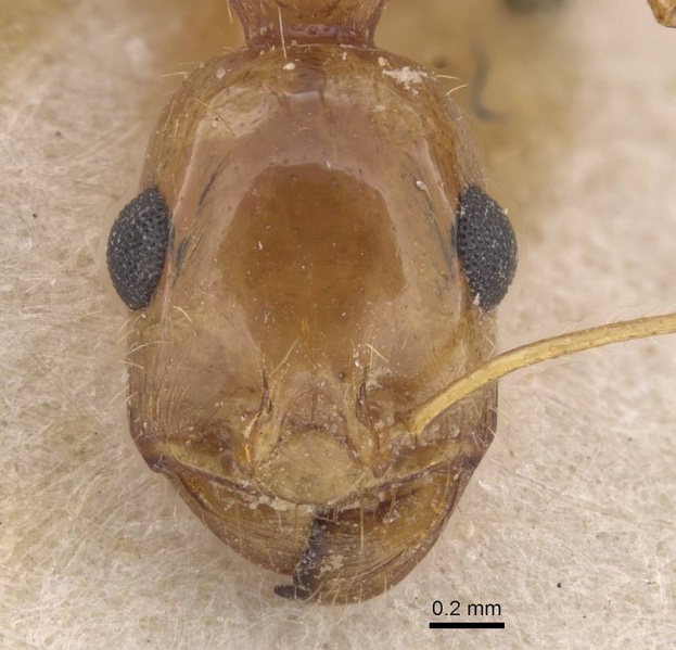 File:Aphaenogaster isekram casent0913609 h 1 high.jpg