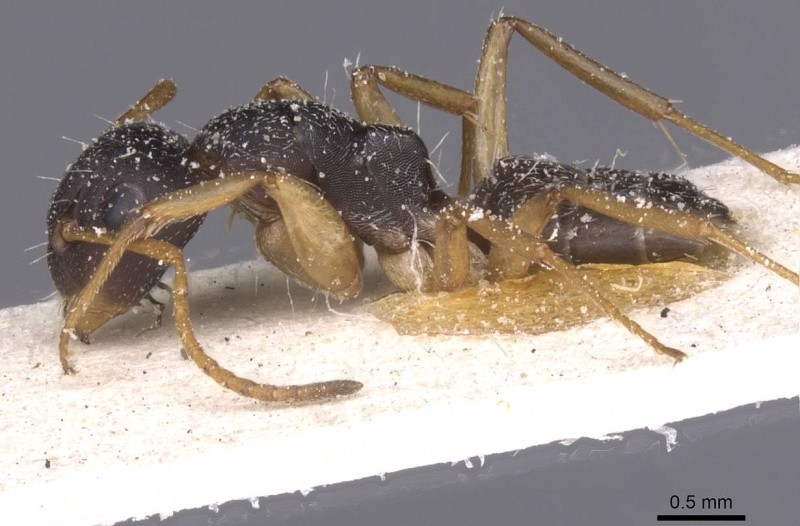 File:Camponotus avius casent0911827 p 1 high.jpg