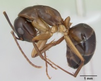 Camponotus fiebrigi casent0173418 profile 1.jpg