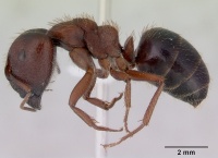 Camponotus whitei casent0172132 profile 1.jpg
