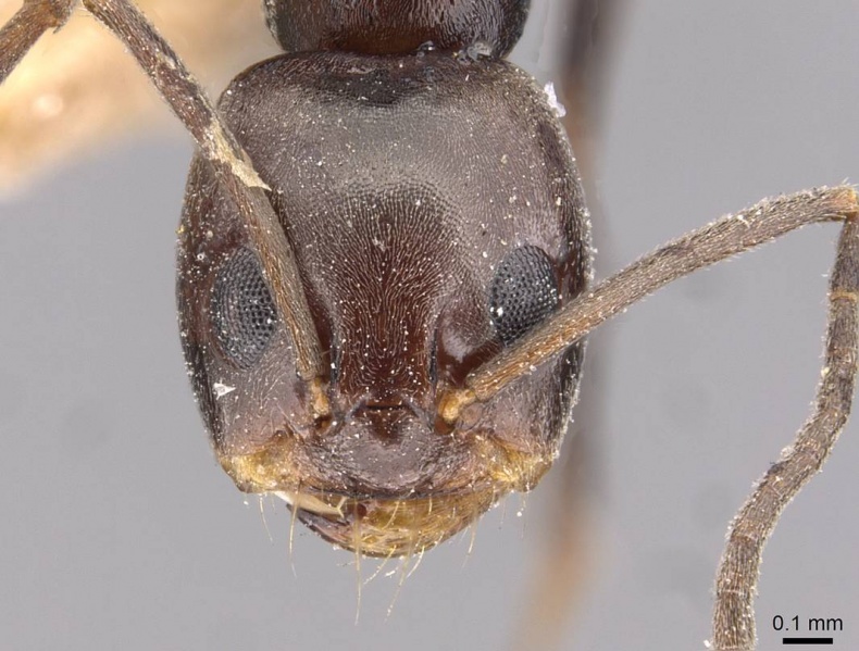 File:Dorymyrmex pyramicus casent0909739 h 1 high.jpg