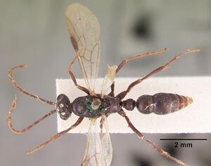 Leptogenys maxillosa casent0102267 dorsal 1.jpg