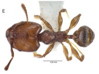 Pheidole protaxi major D.jpg