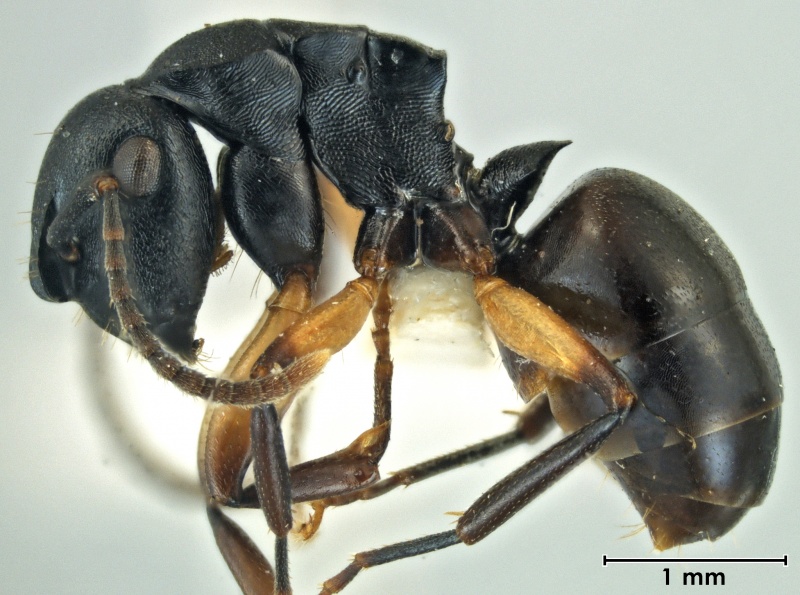 File:Polyrhachis polymnia side.jpg