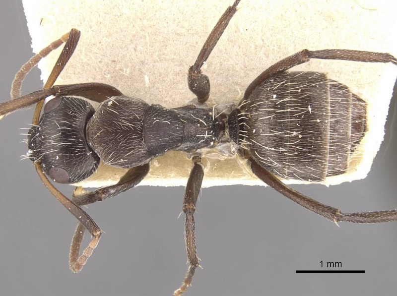 File:Camponotus foraminosus casent0910478 d 1 high.jpg