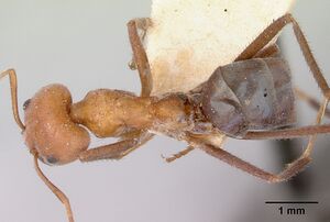 Iridomyrmex sanguineus casent0172048 dorsal 1.jpg