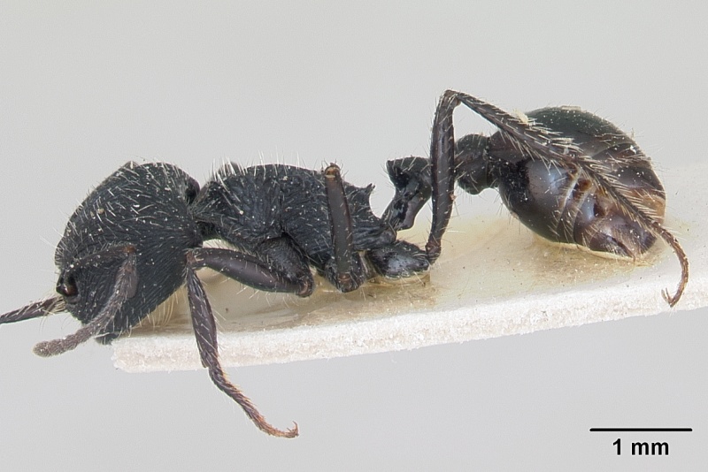 File:Pogonomyrmex atratus casent0173346 profile 1.jpg