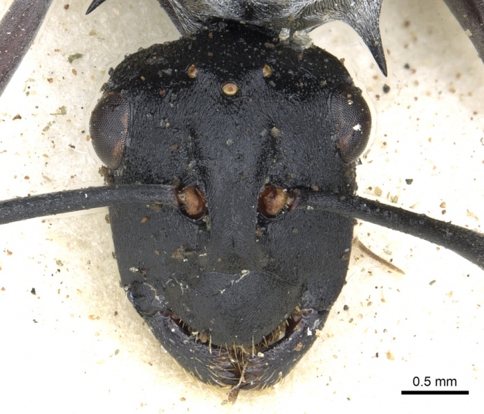 File:Polyrhachis schlueteri casent0903458 h 1 high.jpg