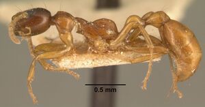 Tetraponera grandidieri casent0101740 profile 1.jpg