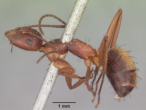 Camponotus aurosus casent0104620 profile 1.jpg
