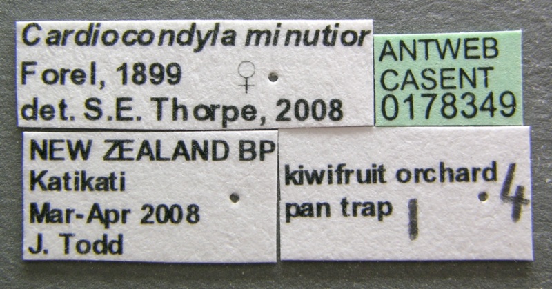 File:Cardiocondyla minutior casent0178349 label 1.jpg