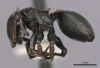 Cephalotes inaequalis P casent0627946.jpg