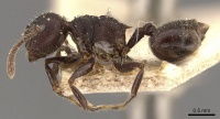 Crematogaster vacca casent0908465 p 1 high.jpg