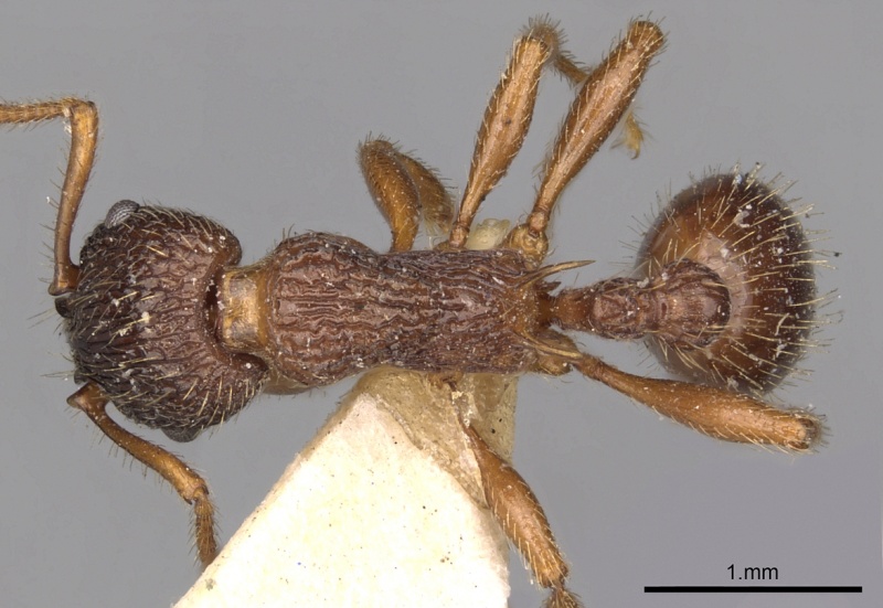 File:Myrmica caucasicola D casent0900285.jpg