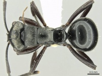 Polyrhachis clio casent0906728 d 1 high.jpg