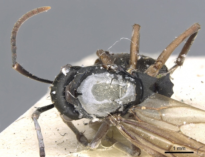 File:Polyrhachis exercita casent0903298 d 1 high.jpg