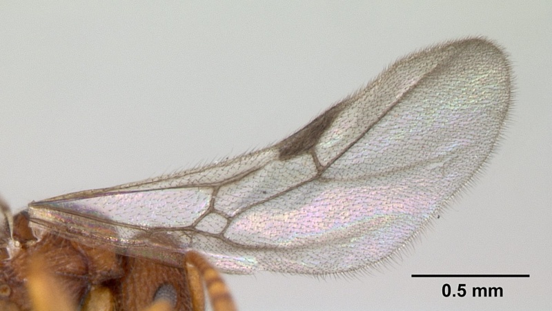 File:Rogeria innotabilis casent0603513 profile 2.jpg