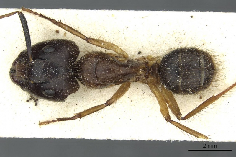 File:Camponotus cordiceps casent0911812 d 1 high.jpg