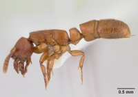 Feroponera ferox casent0102994 profile 1.jpg